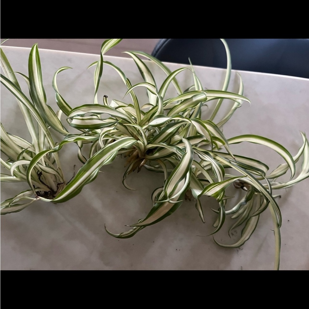 Variegated Spider Plant - Green and Cream Home Accent